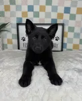 George AKC, a male German Shepherd Dog for sale in Bargersville, IN – Photo 7 of 7