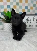 George AKC, a male German Shepherd Dog for sale in Bargersville, IN – Photo 3 of 7
