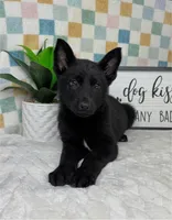 George AKC, a male German Shepherd Dog for sale in Bargersville, IN – Photo 5 of 7