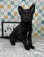 George AKC, a male German Shepherd Dog for sale in Bargersville, IN – Photo 6 of 7