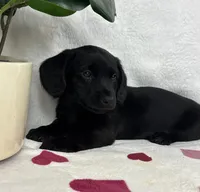 Liam , a male Miniature Dachshund for sale in Bargersville, IN – Photo 6 of 6