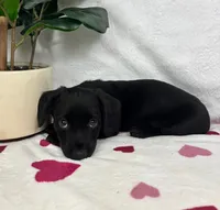 Liam , a male Miniature Dachshund for sale in Bargersville, IN – Photo 3 of 6