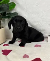 Liam , a male Miniature Dachshund for sale in Bargersville, IN – Photo 4 of 6