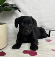 Liam , a male Miniature Dachshund for sale in Bargersville, IN – Photo 1 of 6