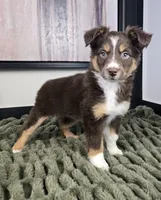 Sandy, a female Australian Shepherd for sale in Bargersville, IN – 3 of 5
