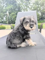 Susie, a female Miniature Schnauzer for sale in Bargersville, IN – 2 of 5
