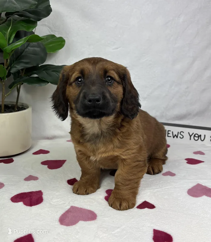 Danny, a male Pembroke Welsh Corgi and Miniature Dachshund for sale in Bargersville, IN – Photo 1 of 5