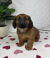 Danny, a male Pembroke Welsh Corgi and Miniature Dachshund for sale in Bargersville, IN – Photo 1 of 5
