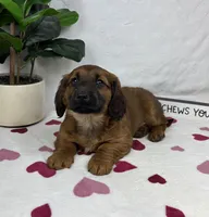 Danny, a male Pembroke Welsh Corgi and Miniature Dachshund for sale in Bargersville, IN – Photo 3 of 5