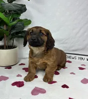 Danny, a male Pembroke Welsh Corgi and Miniature Dachshund for sale in Bargersville, IN – Photo 5 of 5