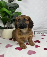 Danny, a male Pembroke Welsh Corgi and Miniature Dachshund for sale in Bargersville, IN – Photo 4 of 5