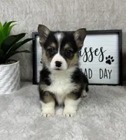 Paxton AKC , a male Pembroke Welsh Corgi for sale in Bargersville, IN – Photo 4 of 5
