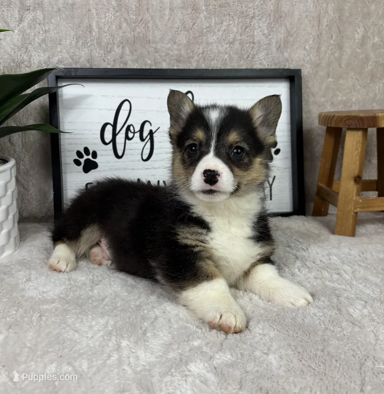 Paxton AKC , a male Pembroke Welsh Corgi for sale in Bargersville, IN – Photo 1 of 5