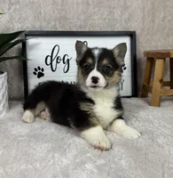 Paxton AKC , a male Pembroke Welsh Corgi for sale in Bargersville, IN – Photo 1 of 5
