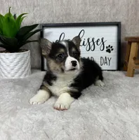 Paxton AKC , a male Pembroke Welsh Corgi for sale in Bargersville, IN – Photo 5 of 5