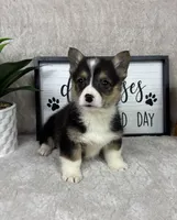 Paxton AKC , a male Pembroke Welsh Corgi for sale in Bargersville, IN – Photo 2 of 5
