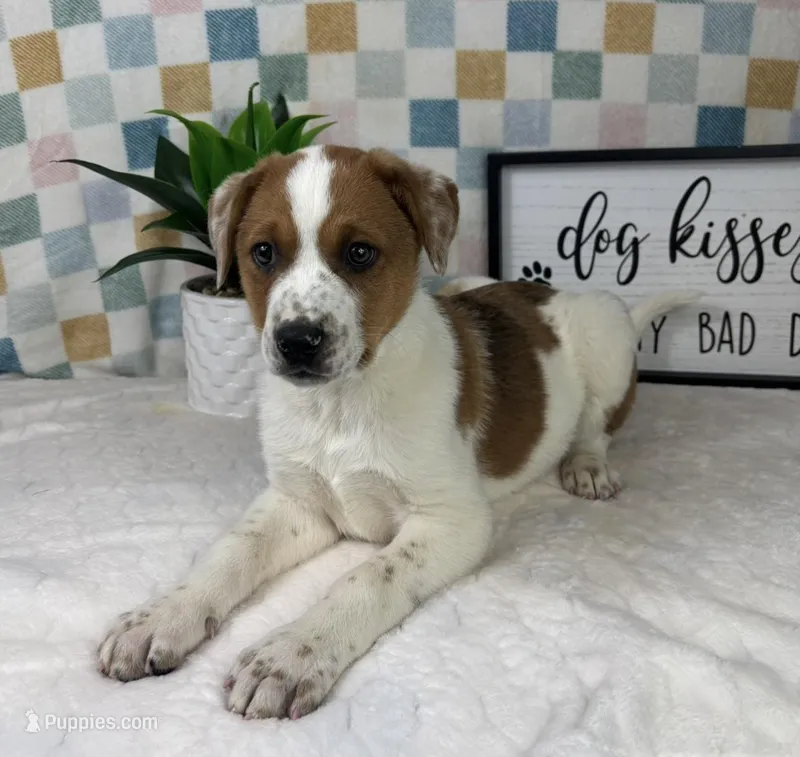 Ranger  – Australian Cattle Dog puppy for sale in Bargersville, IN