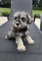 Sandy, a female Miniature Schnauzer for sale in Bargersville, IN – 6 of 6
