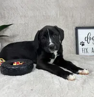 Baxter, a male Boxer and Labrador Retriever for sale in Bargersville, IN – Photo 2 of 7