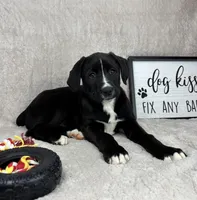 Baxter, a male Boxer and Labrador Retriever for sale in Bargersville, IN – Photo 5 of 7