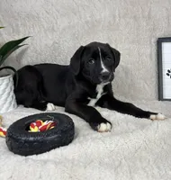 Baxter, a male Boxer and Labrador Retriever for sale in Bargersville, IN – Photo 7 of 7
