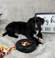 Baxter, a male Boxer and Labrador Retriever for sale in Bargersville, IN – Photo 4 of 7