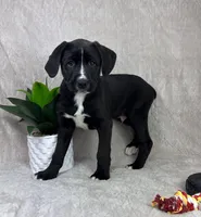 Baxter, a male Boxer and Labrador Retriever for sale in Bargersville, IN – Photo 1 of 7