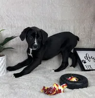Baxter, a male Boxer and Labrador Retriever for sale in Bargersville, IN – Photo 3 of 7