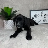 Belle, a female Boxer and Labrador Retriever for sale in Bargersville, IN – Photo 6 of 7