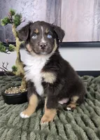 Scooter, a male Australian Shepherd for sale in Bargersville, IN – 4 of 5
