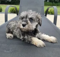 Sandy, a female Miniature Schnauzer for sale in Bargersville, IN – 3 of 6