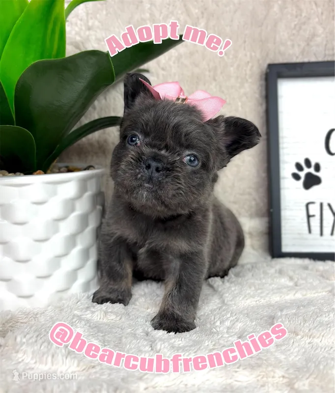 Full fluffy AKC blue female  – French Bulldog puppy for sale in Bargersville, IN
