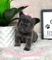 Full fluffy AKC blue female , a female French Bulldog for sale in Bargersville, IN – Photo 1 of 6