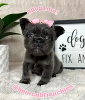 Full fluffy AKC blue female , a female French Bulldog for sale in Bargersville, IN – Photo 2 of 6