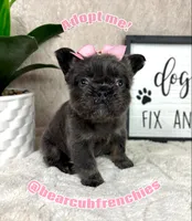 Full fluffy AKC blue female , a female French Bulldog for sale in Bargersville, IN – Photo 3 of 6