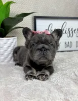 Full fluffy big rope female AKC, a female French Bulldog for sale in Bargersville, IN – Photo 2 of 6