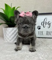 Full fluffy big rope female AKC, a female French Bulldog for sale in Bargersville, IN – Photo 1 of 6