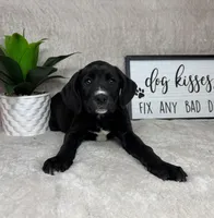 Sophie, a female Boxer and Labrador Retriever for sale in Bargersville, IN – Photo 5 of 7