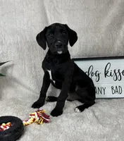 Sawyer , a male Boxer and Labrador Retriever for sale in Bargersville, IN – Photo 4 of 6