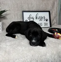 Sophie, a female Boxer and Labrador Retriever for sale in Bargersville, IN – Photo 7 of 7