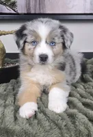 Samson , a male Australian Shepherd for sale in Bargersville, IN – 1 of 5