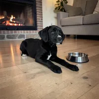 Belle , a male Boxer for sale in Bargersville, IN – Photo 1 of 7