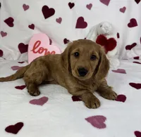 Delilah AKC , a female Miniature Dachshund for sale in Bargersville, IN – Photo 6 of 6