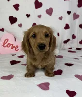 Delilah AKC , a female Miniature Dachshund for sale in Bargersville, IN – Photo 3 of 6
