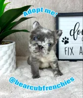 AKC fluffy big rope male, a male French Bulldog for sale in Bargersville, IN – Photo 3 of 6