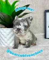 AKC fluffy big rope male, a male French Bulldog for sale in Bargersville, IN – Photo 5 of 6