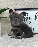 Full fluffy AKC big rope female , a female French Bulldog for sale in Bargersville, IN – Photo 7 of 9
