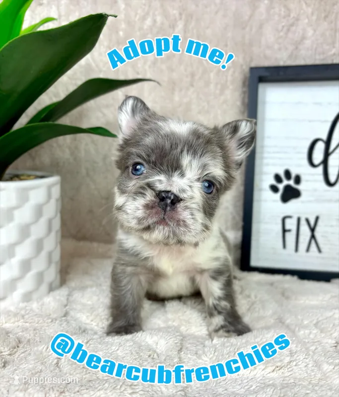 AKC fluffy big rope male – French Bulldog puppy for sale in Bargersville, IN