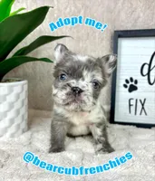 AKC fluffy big rope male, a male French Bulldog for sale in Bargersville, IN – Photo 1 of 6