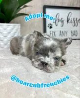 AKC fluffy big rope male, a male French Bulldog for sale in Bargersville, IN – Photo 2 of 6